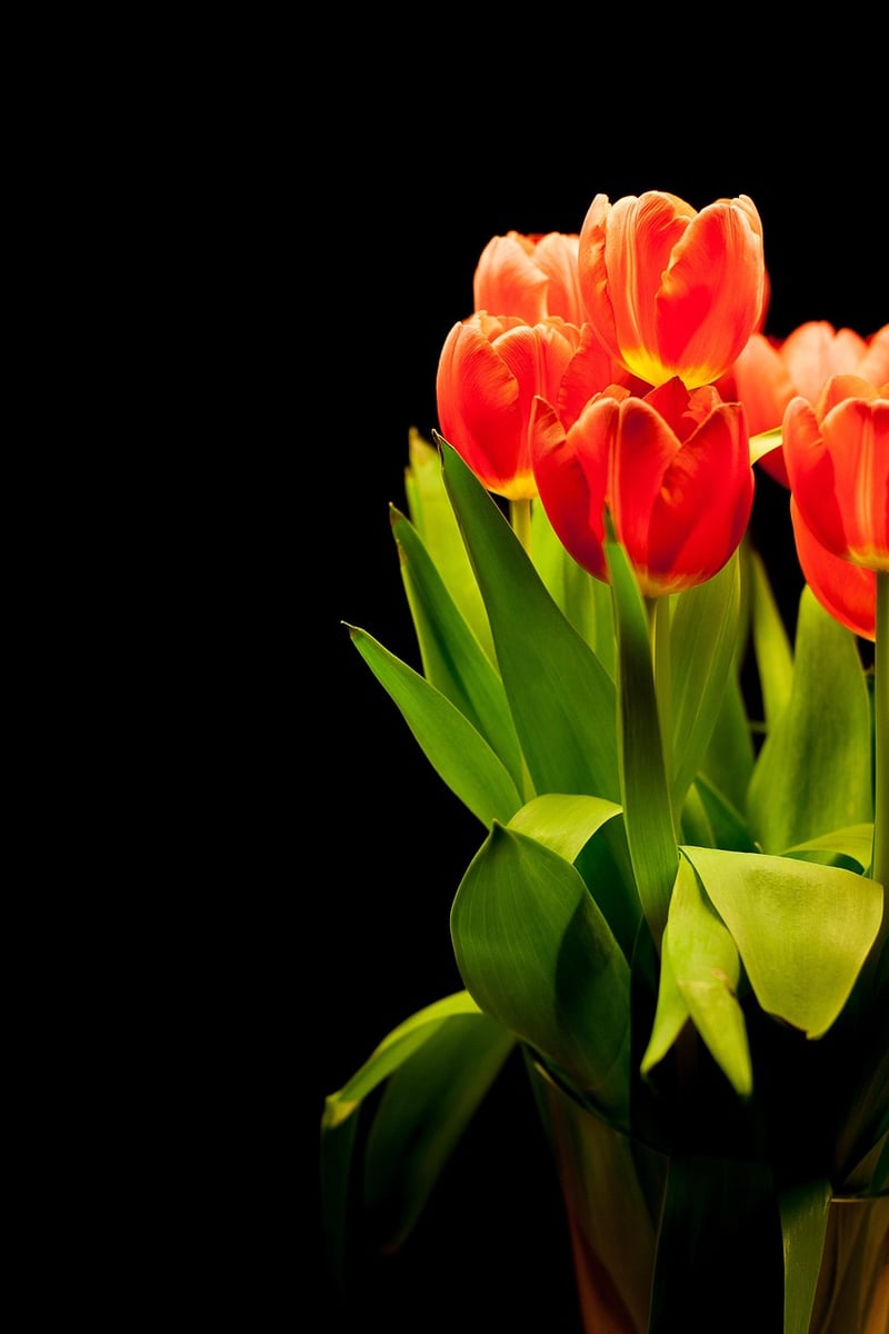 Plant arrangement