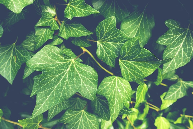English Ivy