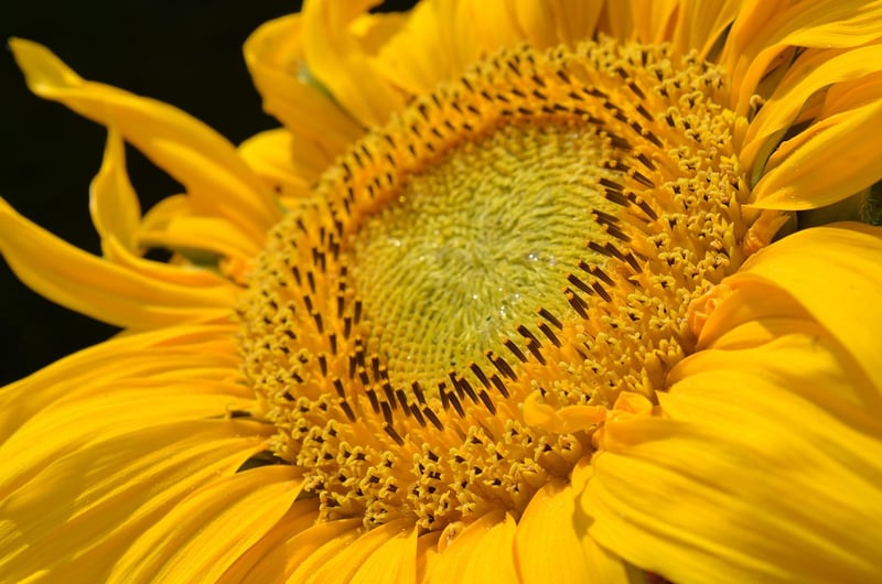 Sunflowers